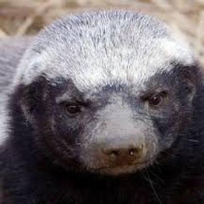 ImAHoneyBadger's avatar