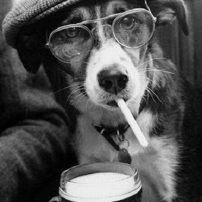 dogidog21's avatar