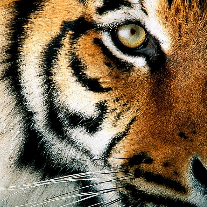 ManaJanee's avatar