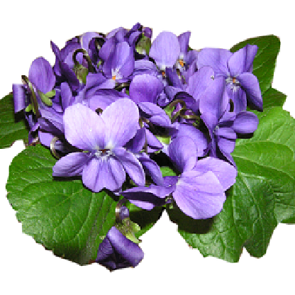 MissSweetViolet's avatar