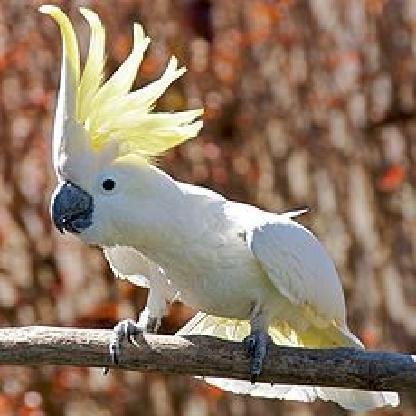 FreeKakatua's avatar
