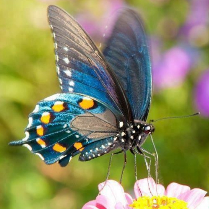 SarahMilkShake's avatar