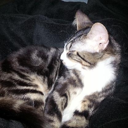 NovembersRain92's avatar