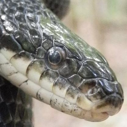 pantherophis250's avatar