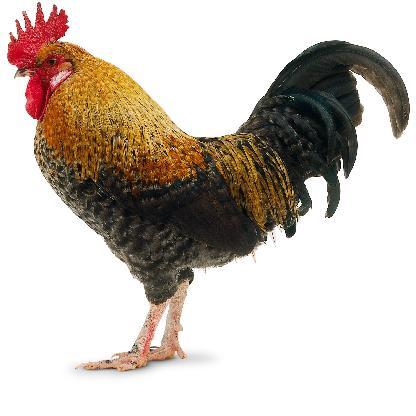 zerweast's avatar