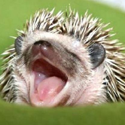 GrubTheHedgehog's avatar