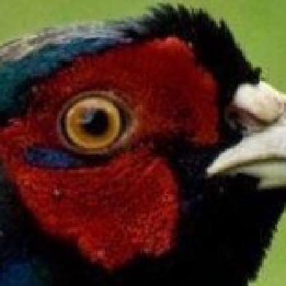 Grumpy_Sausage's avatar