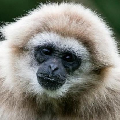 DatGibbon's avatar