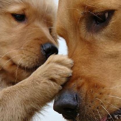 fra_rosso1331's avatar