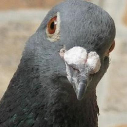 AFriskyPigeon's avatar