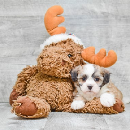 speedracerjrt's avatar