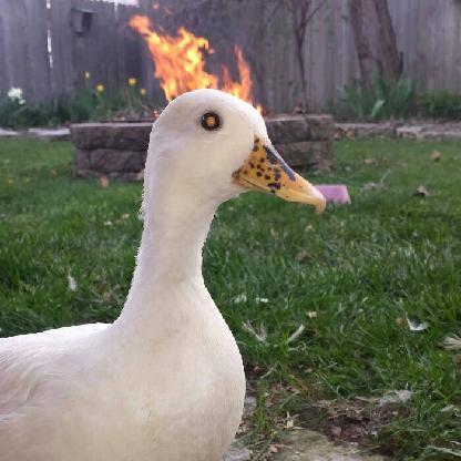 DevilDuck3381's avatar