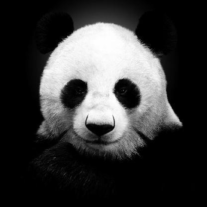 pacifixd's avatar