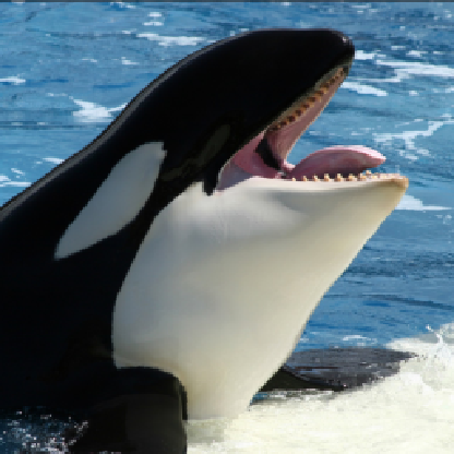 Orca917K's avatar