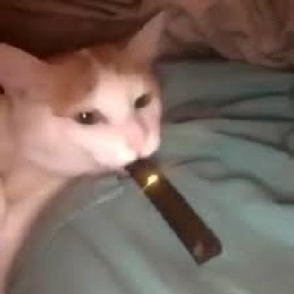 KnifeCat91's avatar