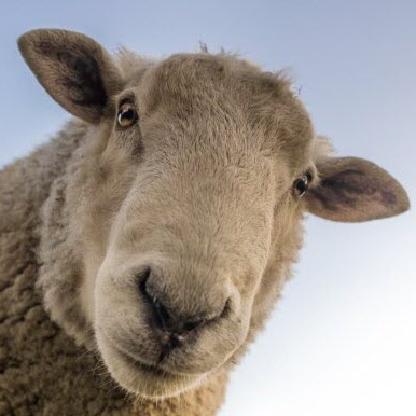 Ce_Mouton_8's avatar