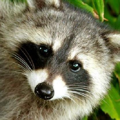 yenot-raccoon's avatar