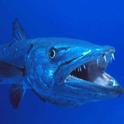 BarracudaFesk's avatar