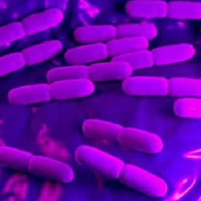 Lb_helveticus's avatar