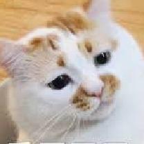 SanDCaTTTT's Avatar
