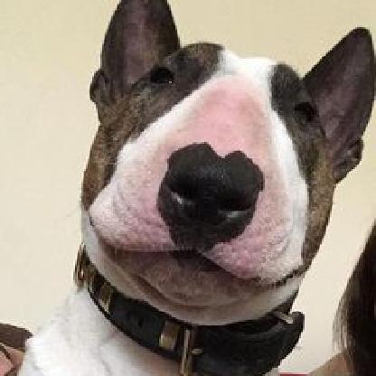 Bruiserboy1's avatar