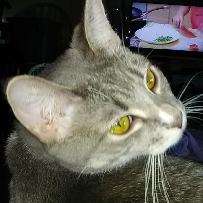 jenicakatniss's avatar