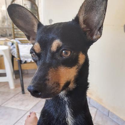 danielaferreirac's avatar