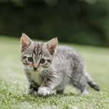 VGMaster001's avatar