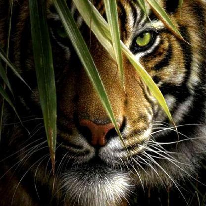 CRIMS0N_TIGER's avatar