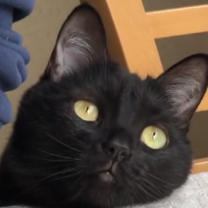 Mad_Cat_OwO's avatar