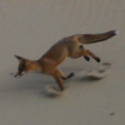 carcace's avatar