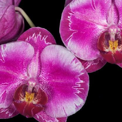 NicoleN2122's avatar