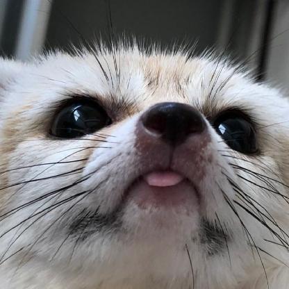 F0XYB0IARBLE's avatar
