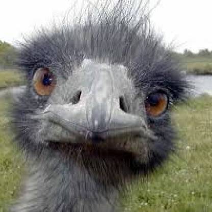 OstriichAT's avatar