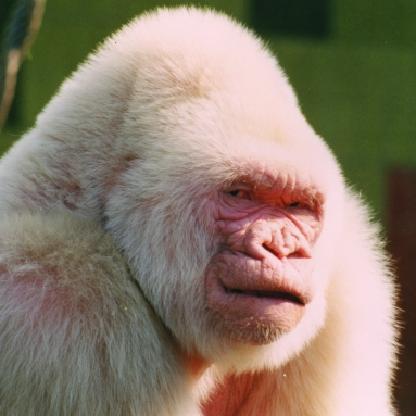 SmallBulgeBlake's avatar