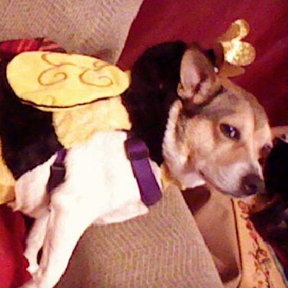 purrsephonex's avatar