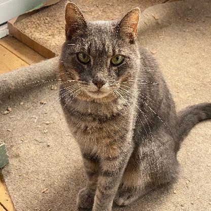 DJCordOnline's avatar