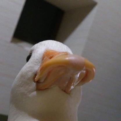 _Duck_N9_'s avatar