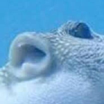 TheMcFunnel's avatar