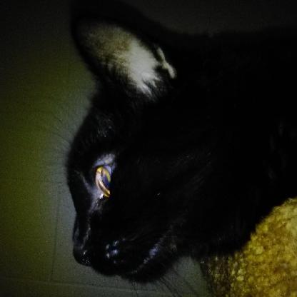 DarleneJRhodes's avatar