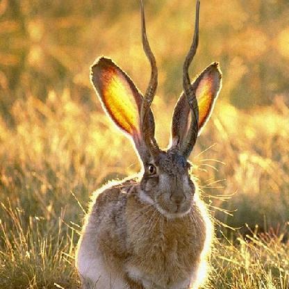 FrenchBread4915's avatar