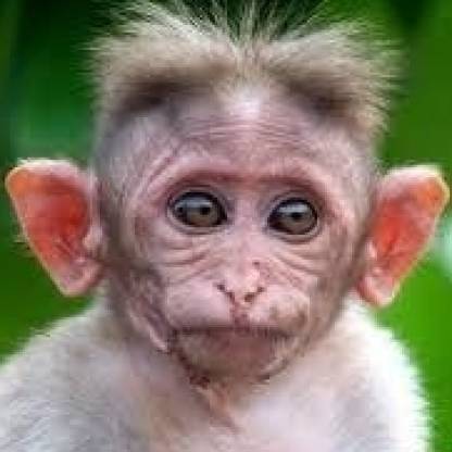 MonkeyAssBurger's avatar