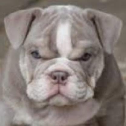 ChgoBulldog66's avatar