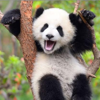 PandaWannab's avatar