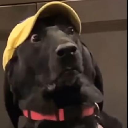 bonkila92's avatar