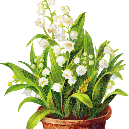 Convallllaria's avatar