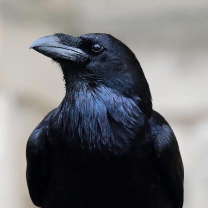 RavenDreams's avatar