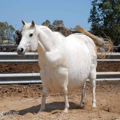 FatHorse9000's avatar