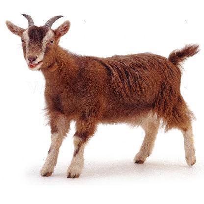 bimblar's avatar
