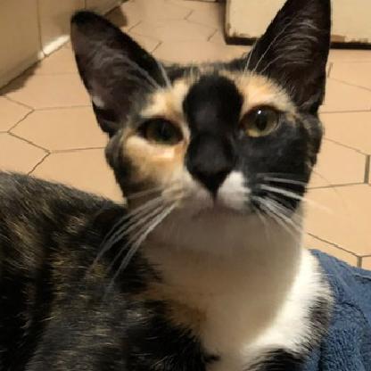 TomStridon24's avatar